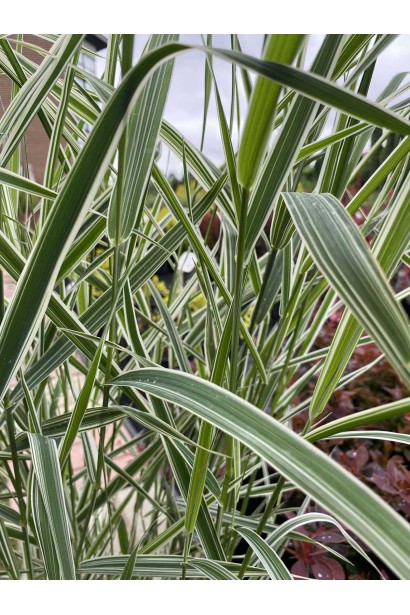 Фаляріс тростинний/Канареєчник - 3л/вис.60-70см/Ø20-30см